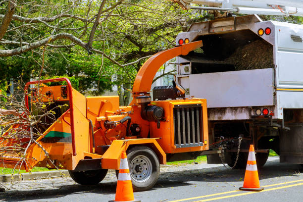 How Our Tree Care Process Works  in Redington Shores, FL